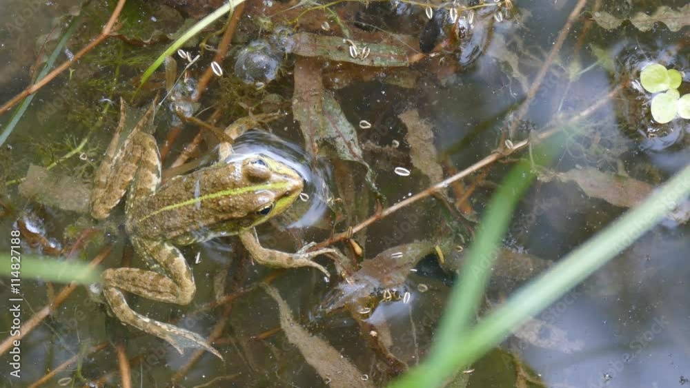 Green frog in the water. Among the natural habitat Green frog in the water. Among the natural habitat