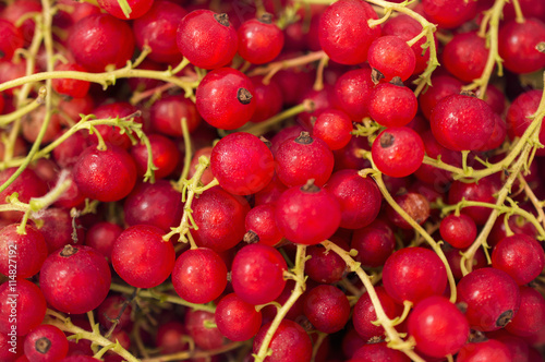 Fresh ripe red currant photo