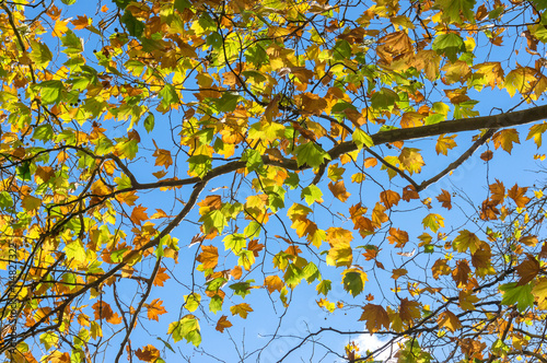 Autumn maple leaves on sunny day against blue sky on the background. Bright yellow foliage of fall season texture, wallpaper. Selective focus