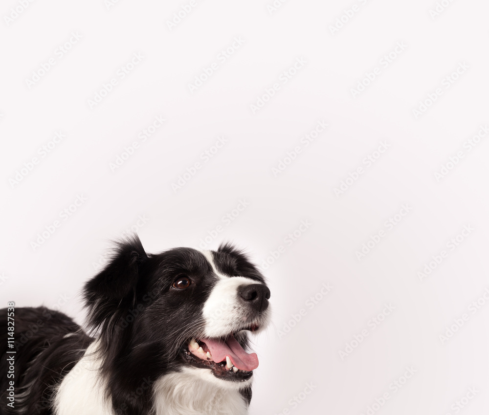 Cute border collie with copy space Cute border collie with copy space