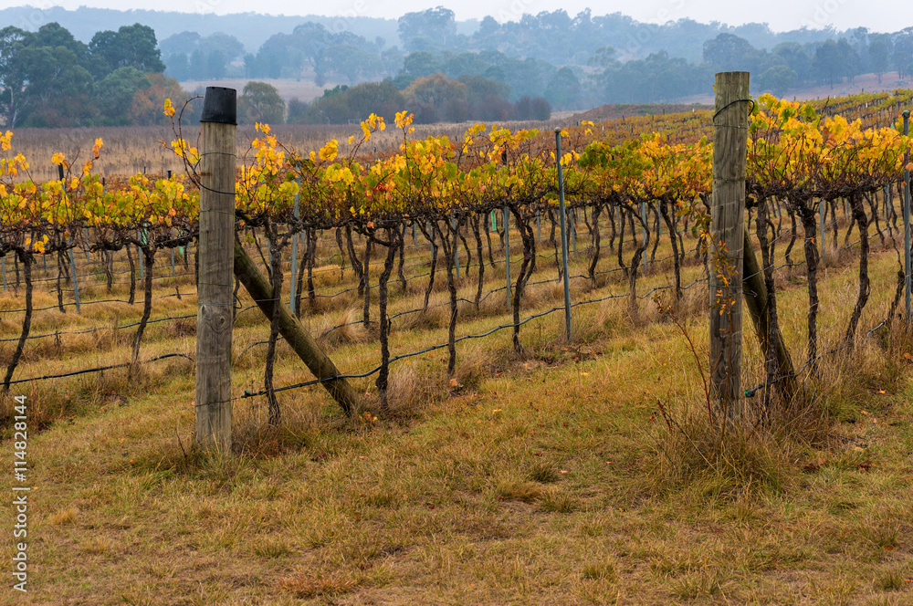 Autumn vineyard rows with yellow leaves and eucalyptus forest on the background. Australian outback rural farm