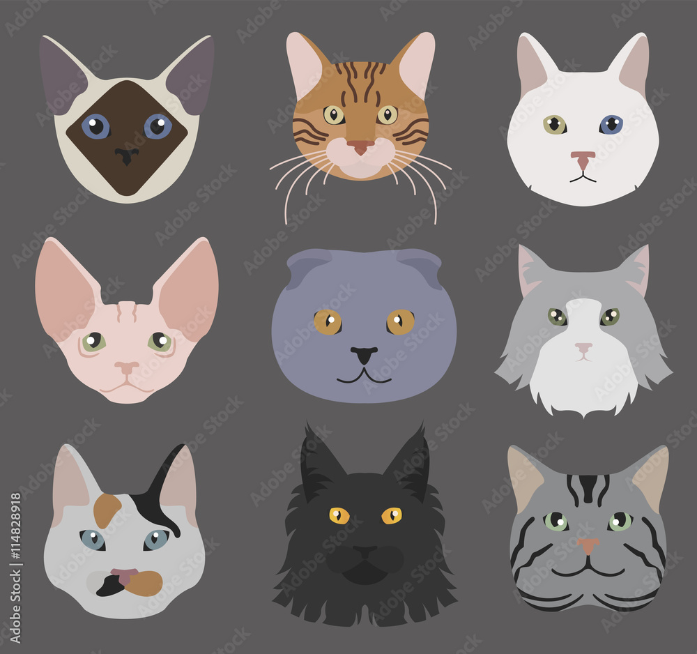 Cat breeds icon set flat style