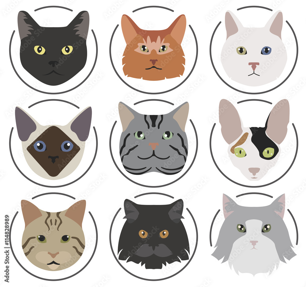 Cat breeds icon set flat style Cat breeds icon set flat style