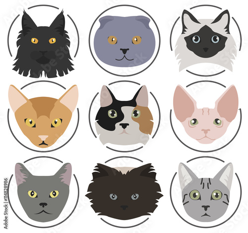 Cat breeds icon set flat style