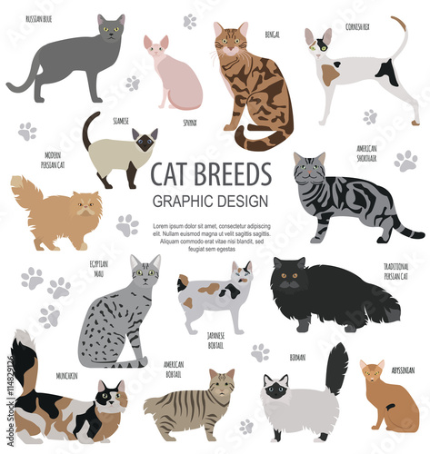 Cat characters and vet care icon set flat style