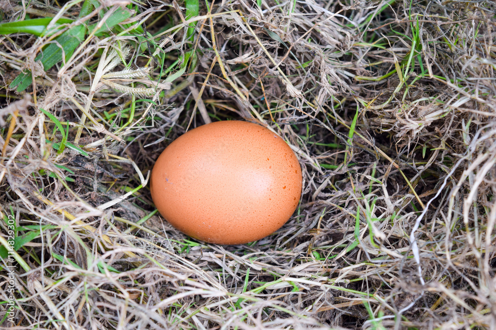 eggs in the nest of dry grass. eggs in the nest of dry grass.