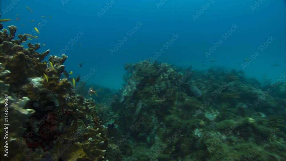 Moving over coral reef to close view of soft-bodied coral Moving over coral reef to close view of soft-bodied coral