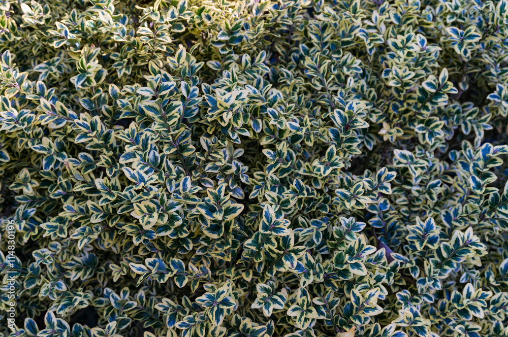 Abstract nature background with small bush leaves. Natural texture Abstract nature background with small bush leaves. Natural texture