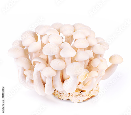 White beech mushrooms, Shimeji mushroom, on white background