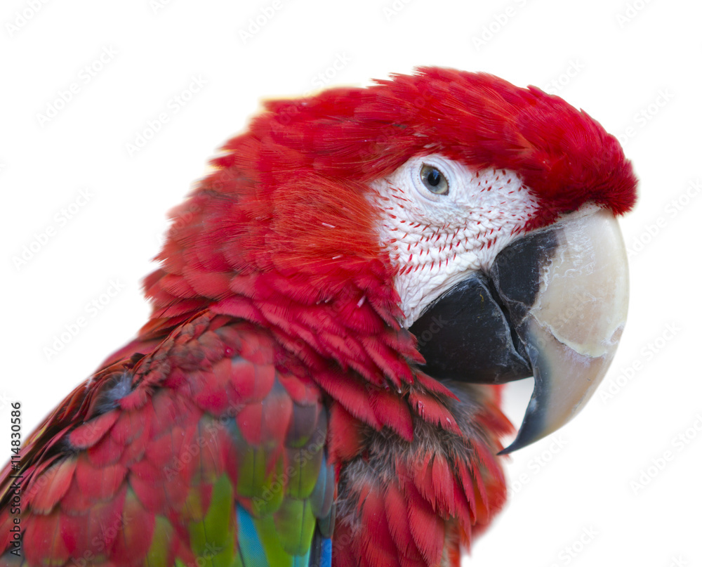 Parrot bird macaw