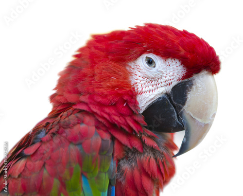 Parrot bird macaw