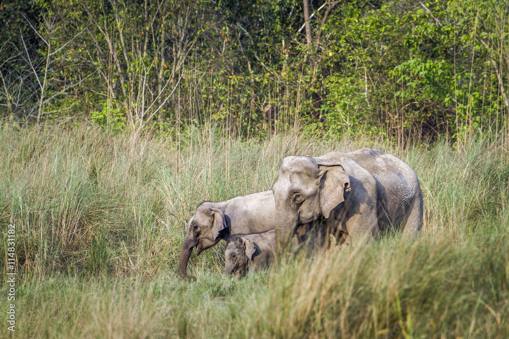 Fototapeta premium Asian Elephant in Bardia national park, Nepal