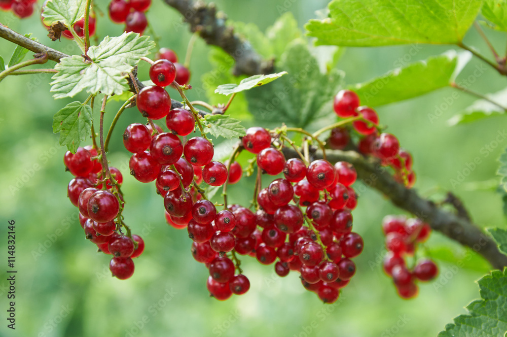 Branch of red currant with ripe berries Branch of red currant with ripe berries