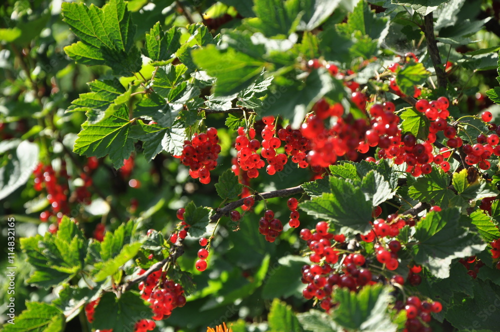 Branch of red currant with ripe berries Branch of red currant with ripe berries