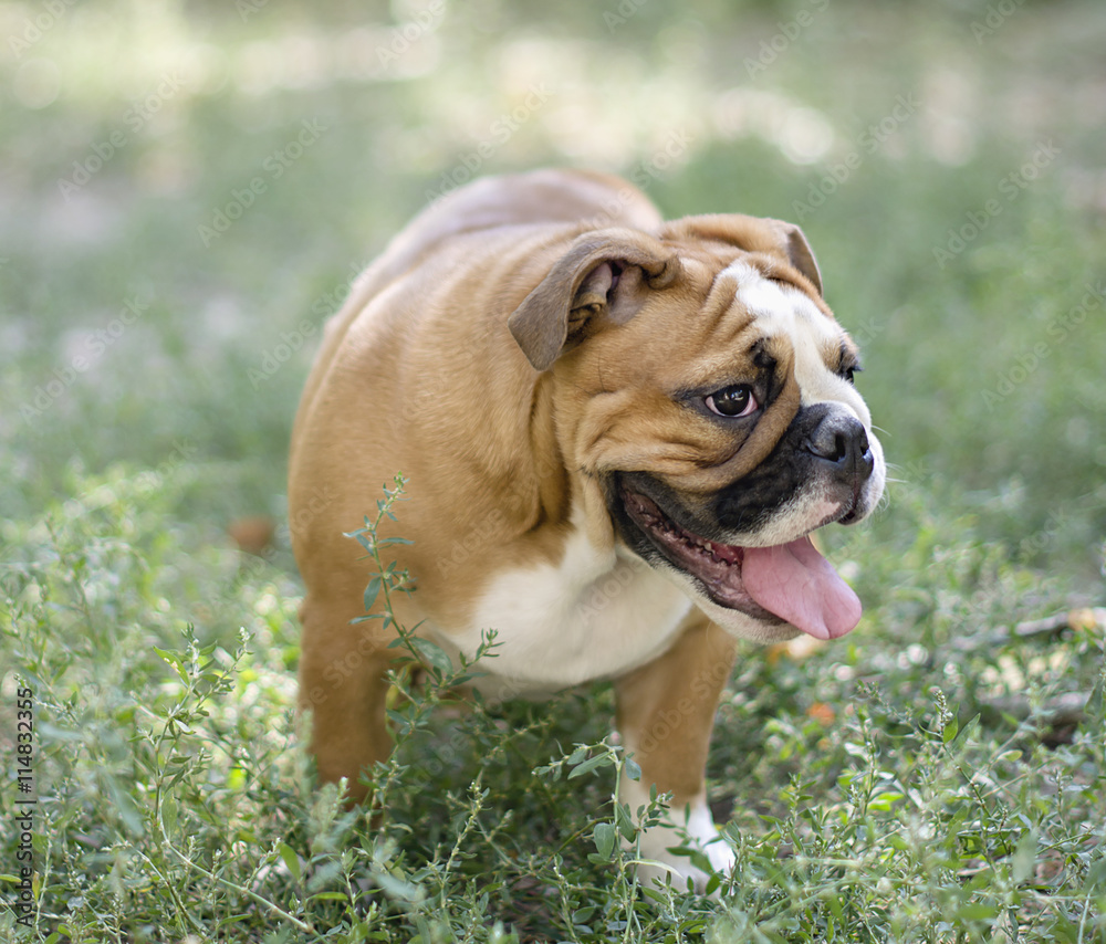 the puppy English bulldog is walking on the grass