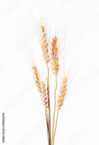 Closeup of barley ear over a white background