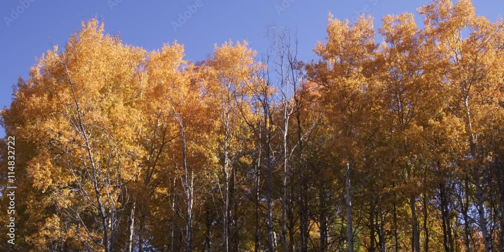 autumn aspen trees in Grand Teton National Park in Wyoming autumn aspen trees in Grand Teton National Park in Wyoming