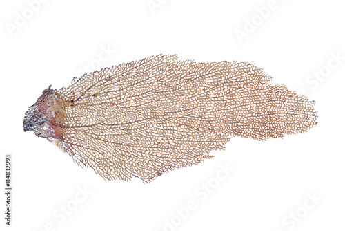 Gorgonia ventalina coral skeleton on white background photo