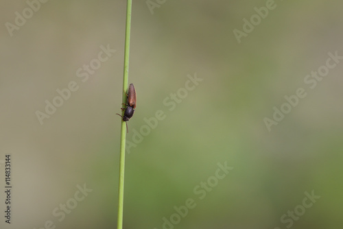 minimalist macro nature photography with a bug on a blade of grass