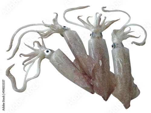 Squid isolated on white background,fresh squid for cooking concept 