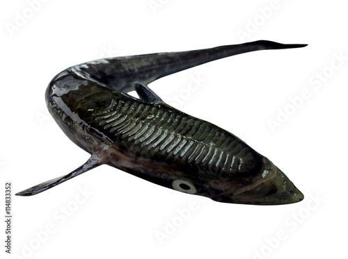 Dark monster face of fish,black fish on white background 