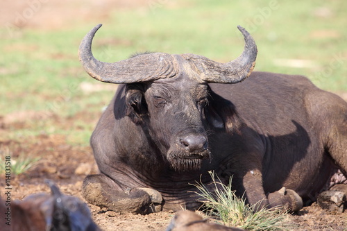 African buffalo  Syncerus caffer  in Queen Elizabeth National Park  Uganda    