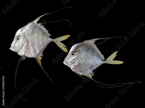 Longfin trevally fish on black background,cobbler fish,beautiful ornamental fish  photo