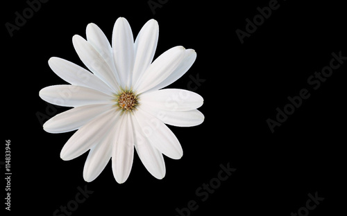 Fototapeta Naklejka Na Ścianę i Meble -  Ein weißer Blütentraum - Freigestellte weiße Margerite auf schwarzem Hintergrund