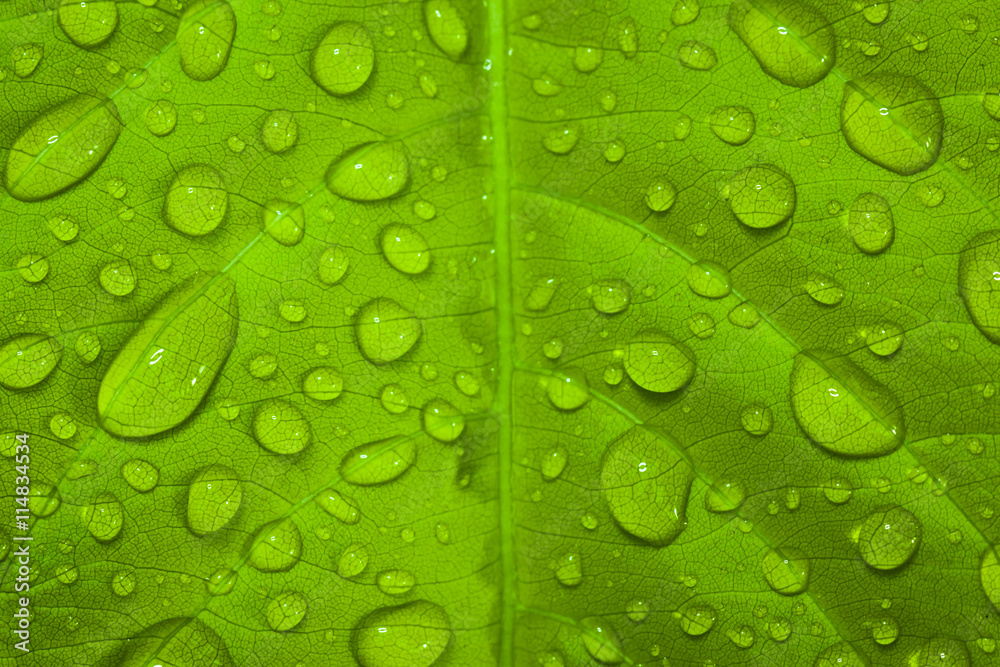 Water droplets on the leaves, rain