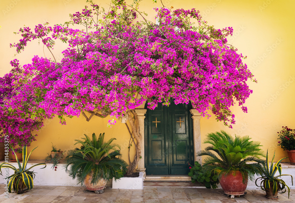 typical greek alley with beautiful pink flower in Corfu island, Greece