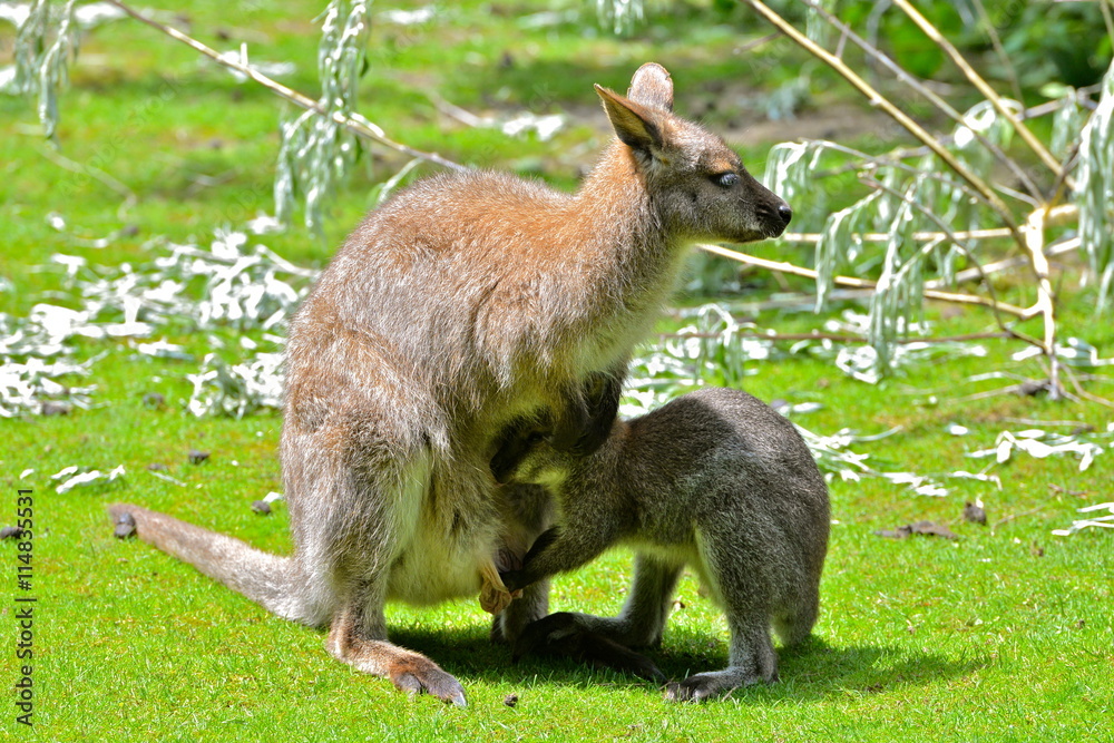 Kangourou et son petit