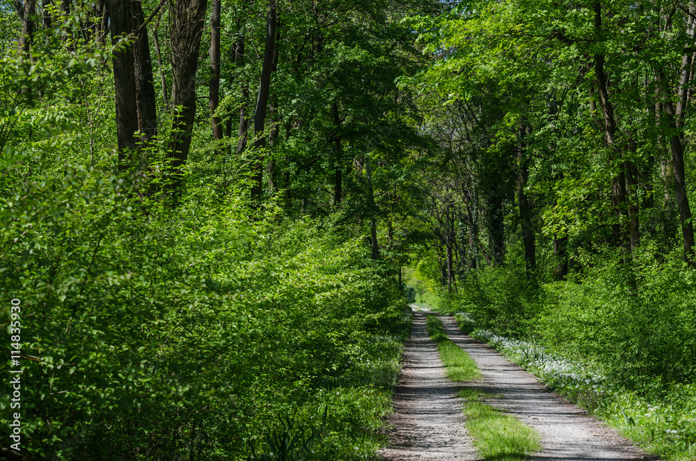 weg in wald weg in wald