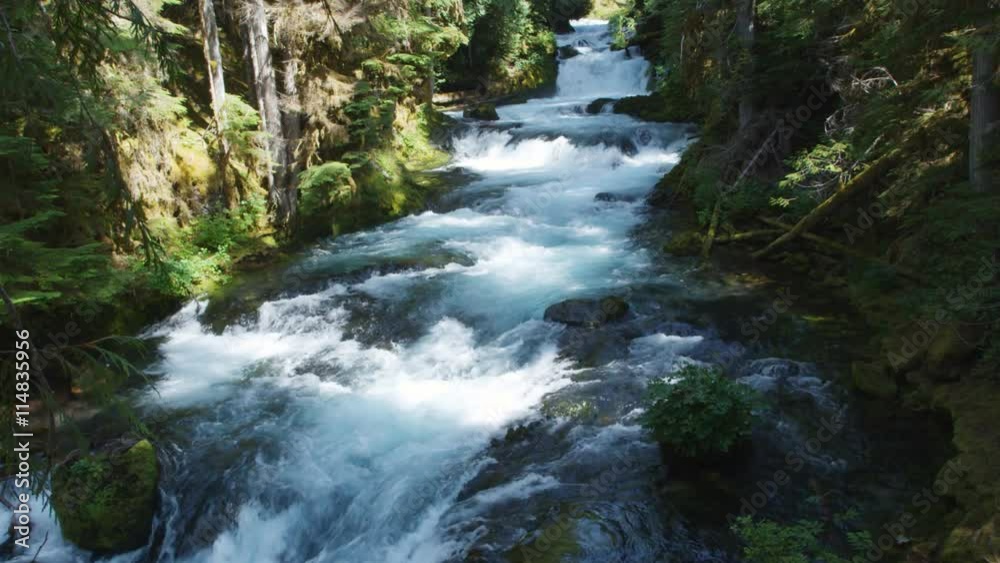 Whitewater stream flows through wooded area Whitewater stream flows through wooded area
