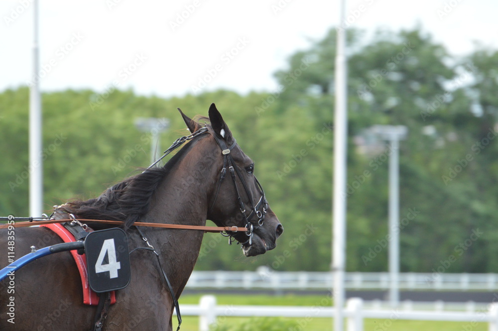 Obraz premium trotteur