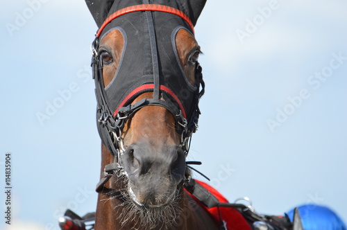 Foto trotteur
