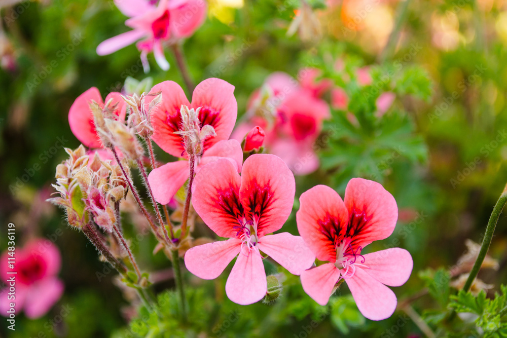 Obraz premium Flowers in Greece