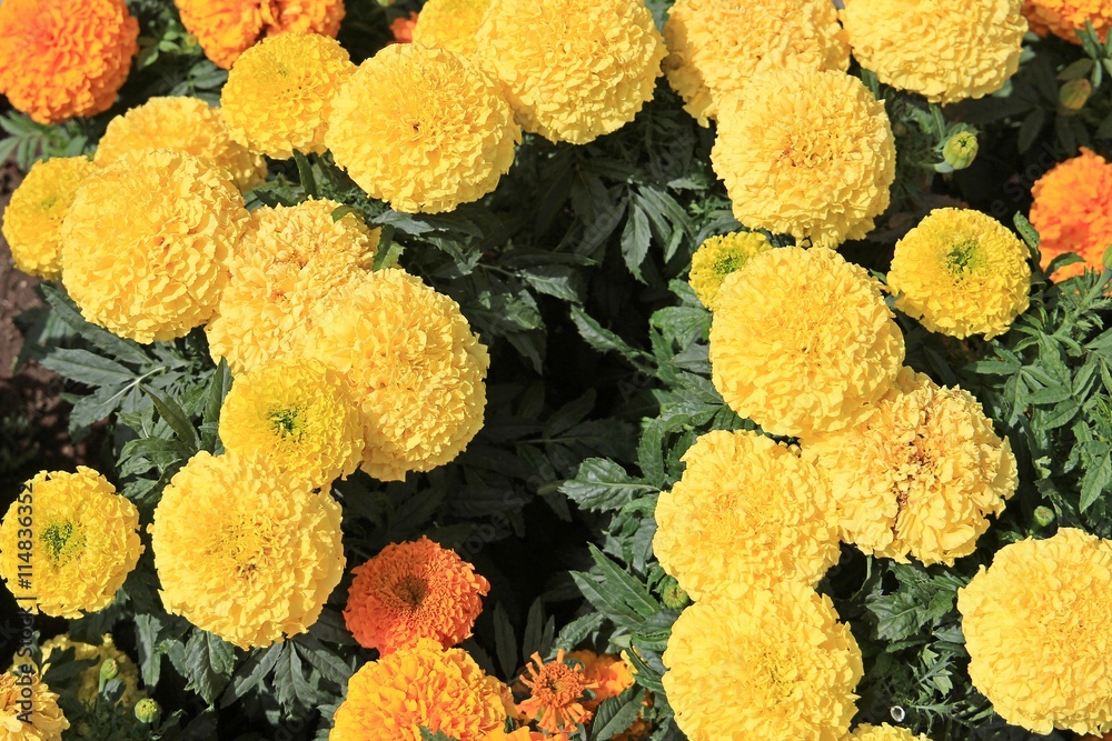 flowers flowers