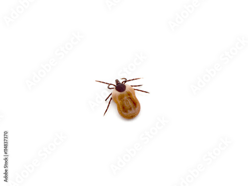 health danger - disease-carrier ticks photo