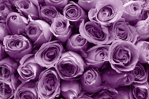 Natural roses background