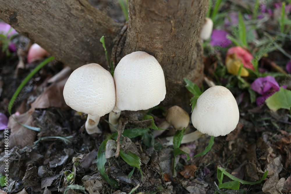 Poisonous mushrooms growing under the trees. Poisonous mushrooms growing under the trees.