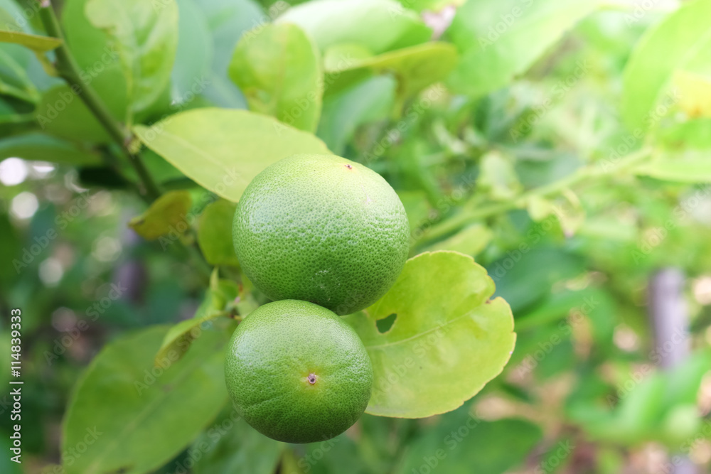 Fresh lemon tree