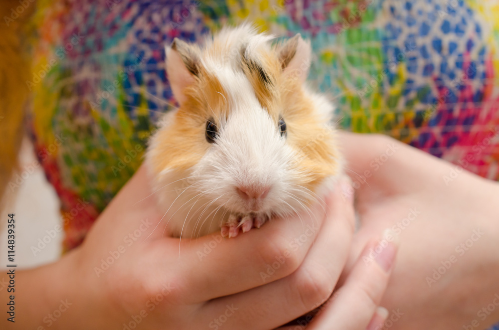 Cute newborn (one-day-old) guinea pig baby in child hands, selective focus on the guinea pig nose