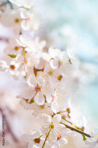 white cherry tree flower in spring