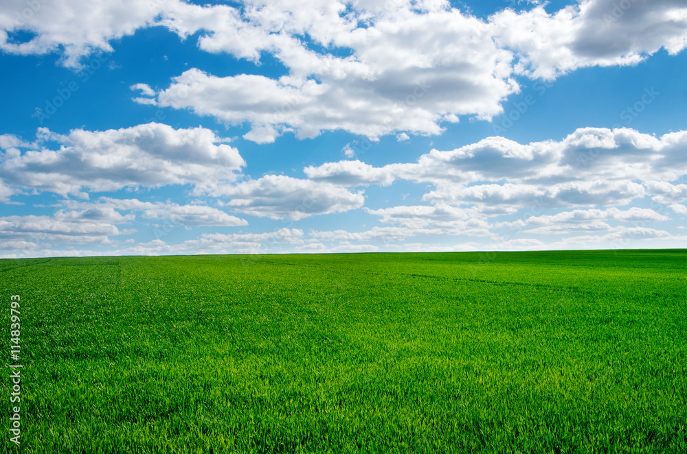 Image of green grass field and bright blue sky Image of green grass field and bright blue sky