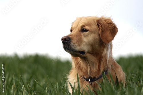 Golden Retriever Portrait