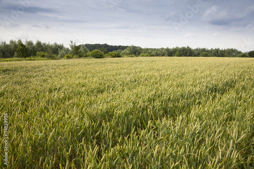 Kornfeld  Weizen   Triticum   Nordrhein-Westfalen  Deutschland