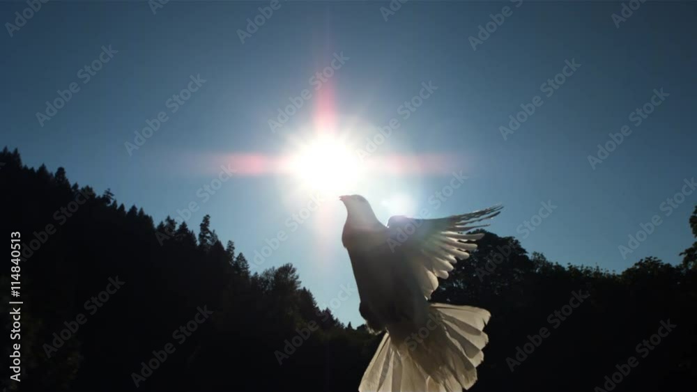 Sunbeams forming cross behind dove flying in ultra-slow motion across frame