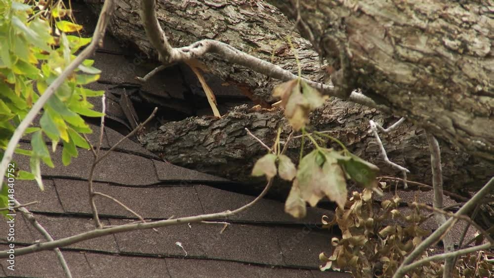 Zoom-out from top branches of a storm-toppled tree lying on a house roof