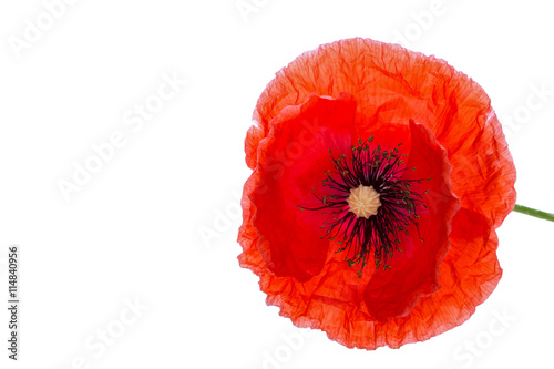 Fototapeta Naklejka Na Ścianę i Meble -  Rote Mohnblüte vor weißem Hintergrund, Freisteller