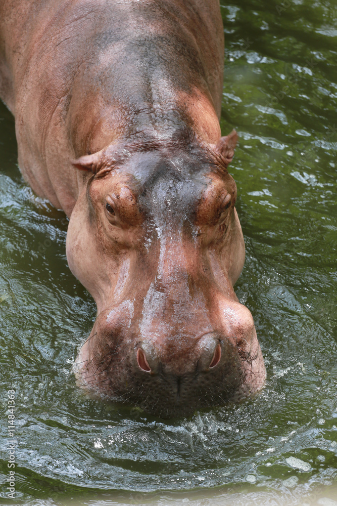 Fototapeta premium hippopotamus to soaking water.